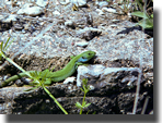 Lacerta trilineata